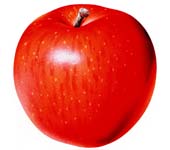 リンゴ ヘッダー画像